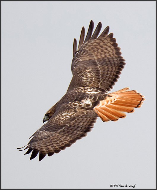 _1SB8926 red-tailed hawk.jpg
